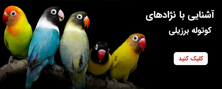 آشنایی با نژادهای کوتوله برزیلی