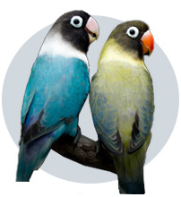 مولد مجموعه