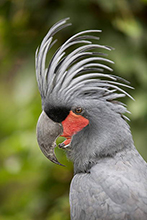 کاکادو پالم