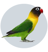 کوتوله برزیلی