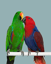 طوطی اکلکتوس