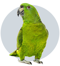 طوطی آمازون