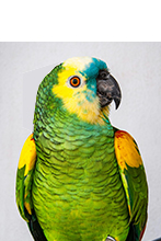 طوطی آمازون