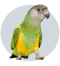 طوطی سنگالی