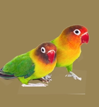 با یک جفت شروع کن !