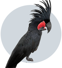 کاکادو پالم