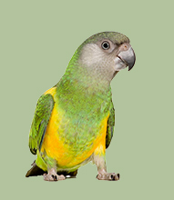 طوطی سنگالی