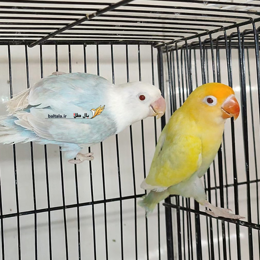 کد 528 - (پیلفالو اوپلاین + پیلفالو اوپلاین)